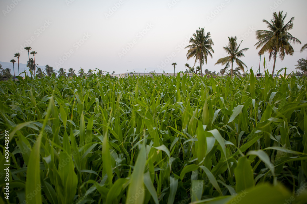 Fototapeta premium corn field in summer