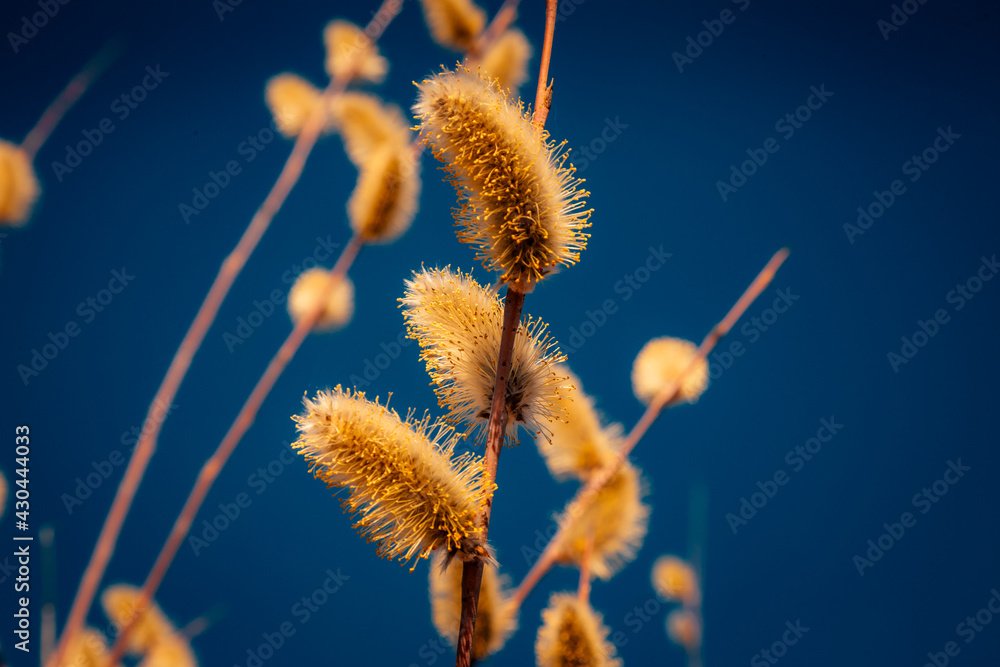 Obraz premium pussy willow buds bloom beautifully against the blue sky on a warm spring day
