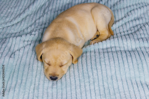 Small cute labrador retriever puppy dog sleeping on a bed