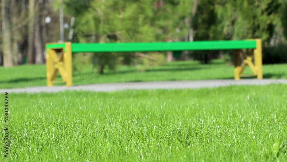Green branch in city park with vivid green grass waving in wind. Close-up freshness slow motion video with selective focus and blurred background Green branch in city park with vivid green grass waving in wind. Close-up freshness slow motion video with selective focus and blurred background