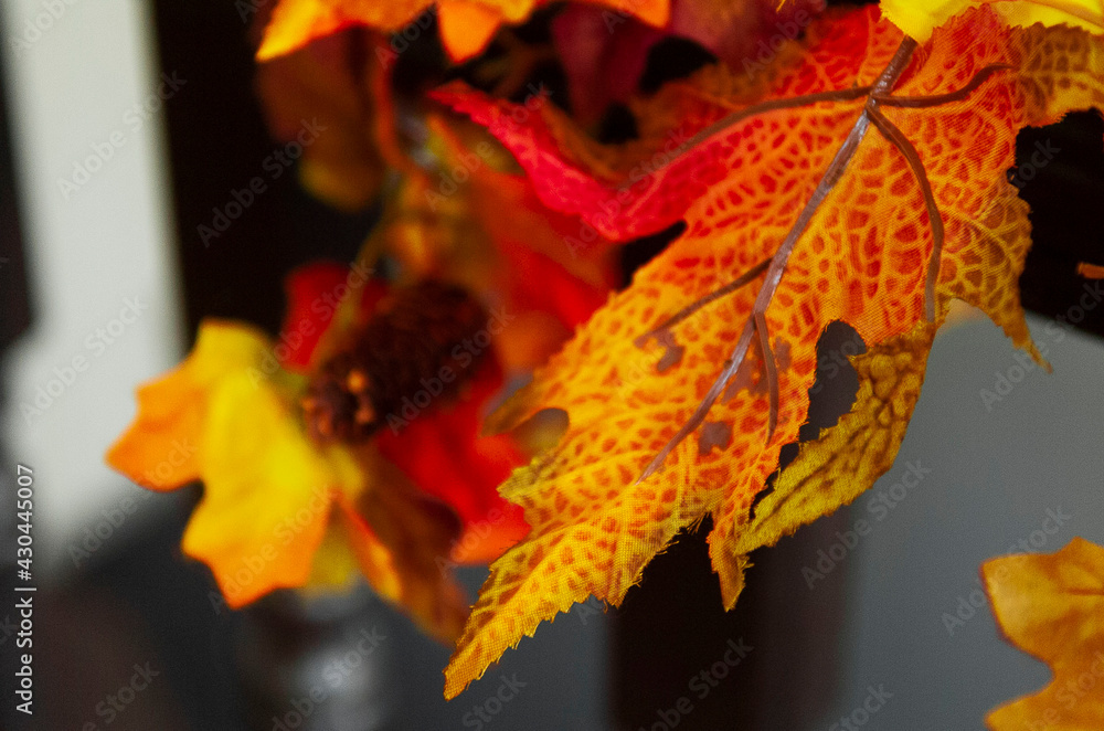 Fototapeta premium red maple leaf