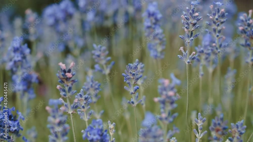 Bumble Bee Landing On Lavender. Lavender flowers close-up. Bumble Bee Landing On Lavender. Lavender flowers close-up.