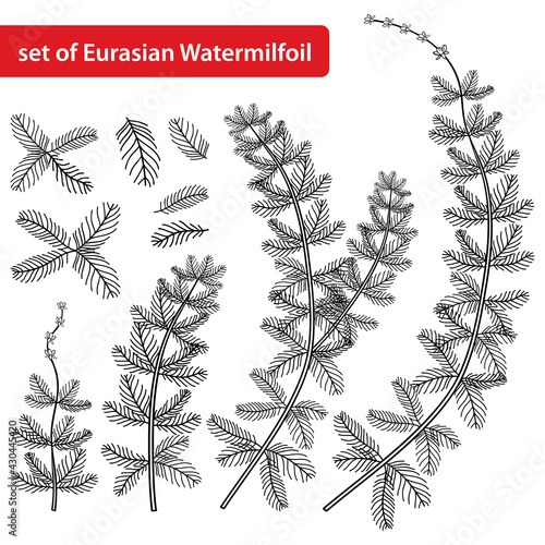 Set of outline aquatic plant Myriophyllum spicatum or Eurasian water milfoil in black isolated on white background. photo