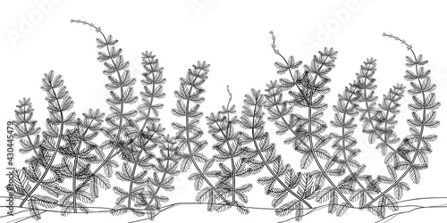 Underwater landscape with outline Myriophyllum spicatum or Eurasian water milfoil plant in black isolated on white background.  photo