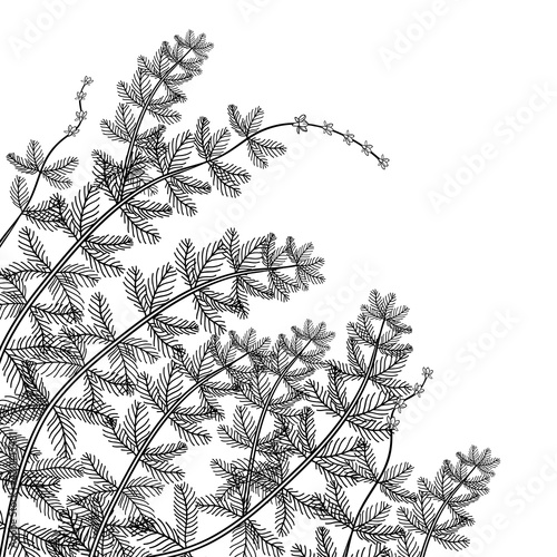 Corner bunch of outline aquatic plant Myriophyllum spicatum or Eurasian water milfoil in black isolated on white background.
