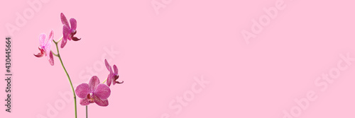 Banner with orchid flower in front of pink pastel background. Floral composition with copyspace. © rorygezfresh