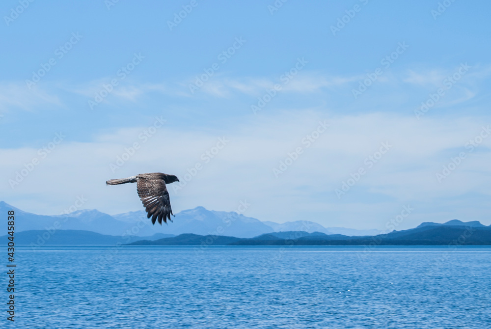 Naklejka premium bird in the sky