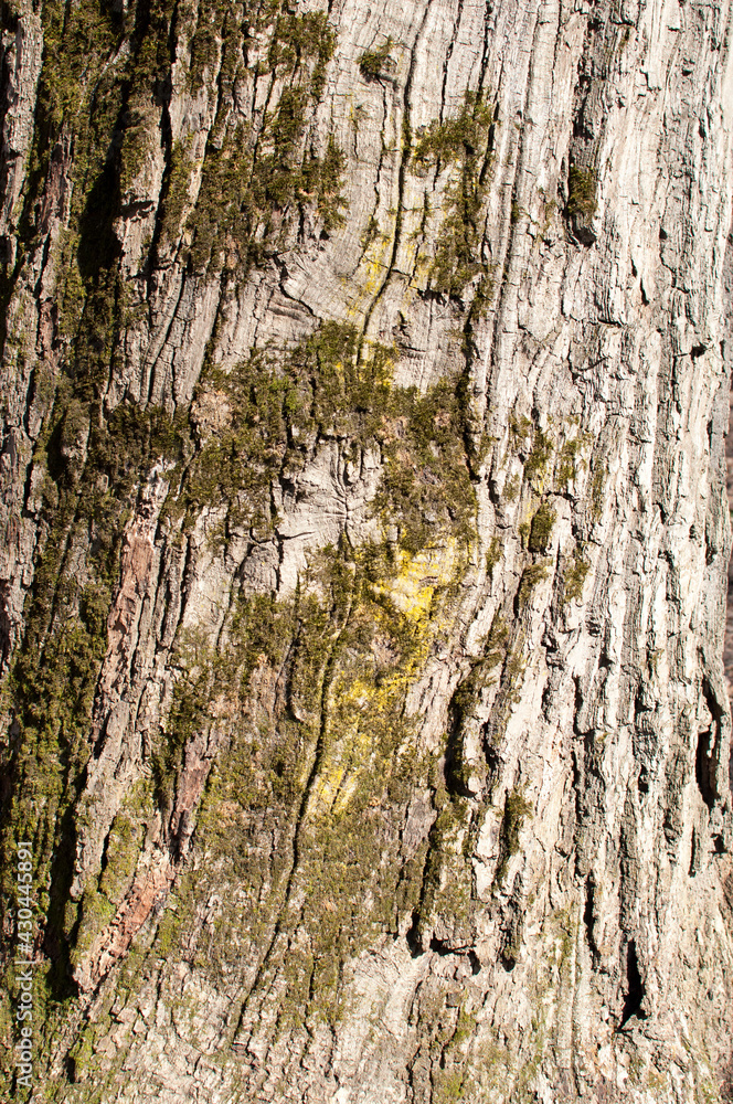Background, texture. Close-up. The bark of an old tree with moss. Background, texture. Close-up. The bark of an old tree with moss.