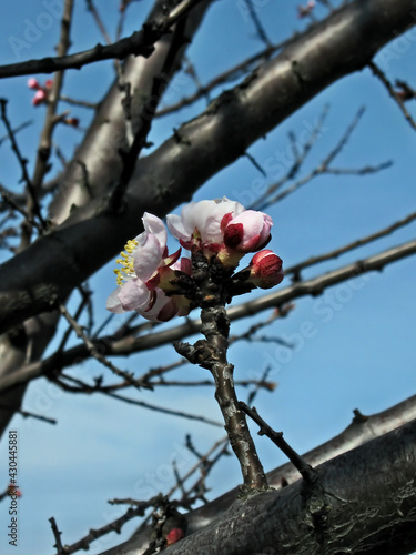 The gardens are blooming. Composition 11.