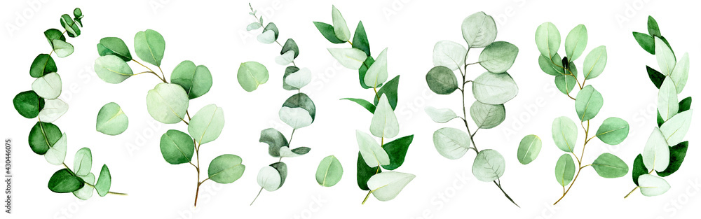 large set of eucalyptus leaves and branches painted in watercolor. green eucalyptus leaves, tropical plant isolated on white background.