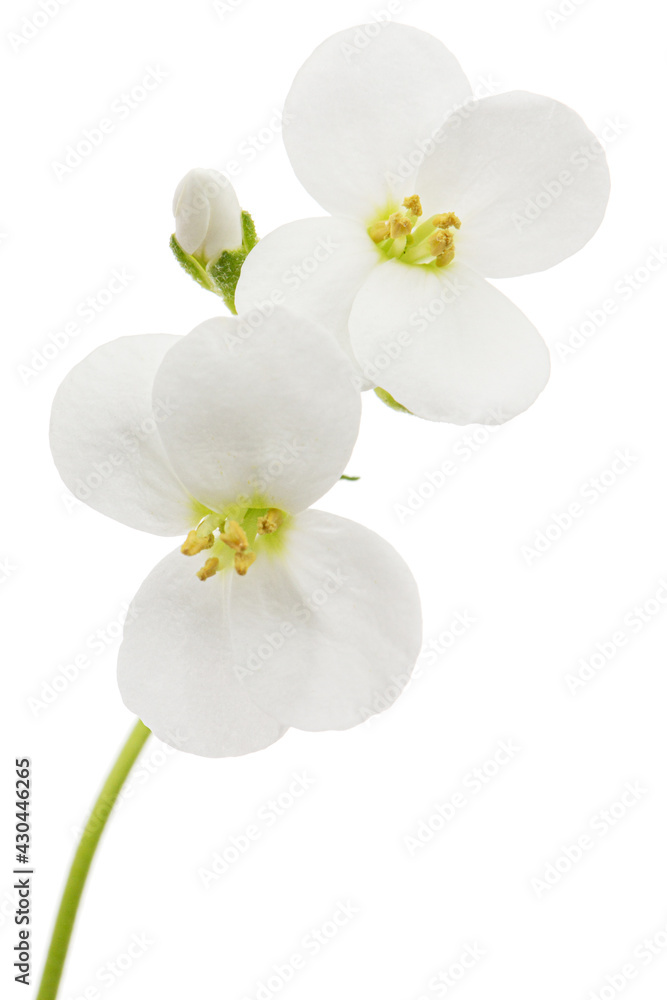 Flowers of arabis, isolated on white background Flowers of arabis, isolated on white background
