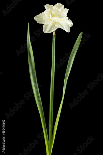 Light-creamy daffodil flower, flower of narcissus, isolated on black background