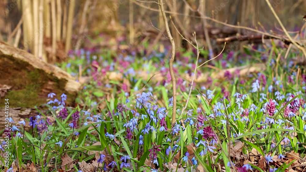 Blooming Scilla bifolia or two-leaf squill and Corydalis cava in wild forest loop. Sunny spring flowers waiving in wind. Nature details with selective focus blur Blooming Scilla bifolia or two-leaf squill and Corydalis cava in wild forest loop. Sunny spring flowers waiving in wind. Nature details with selective focus blur