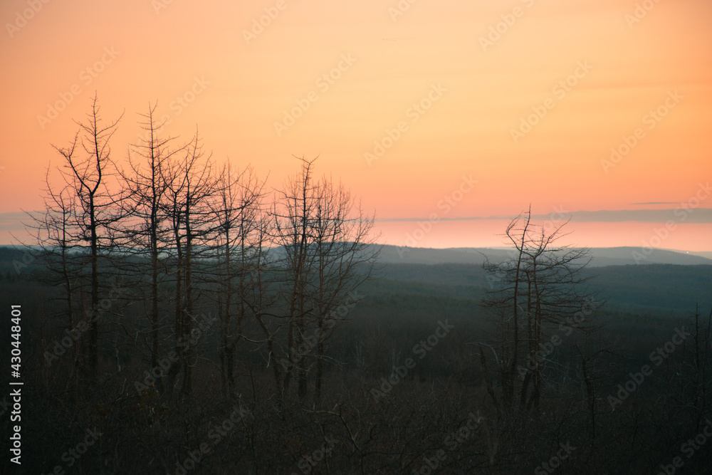 sunrise over trees