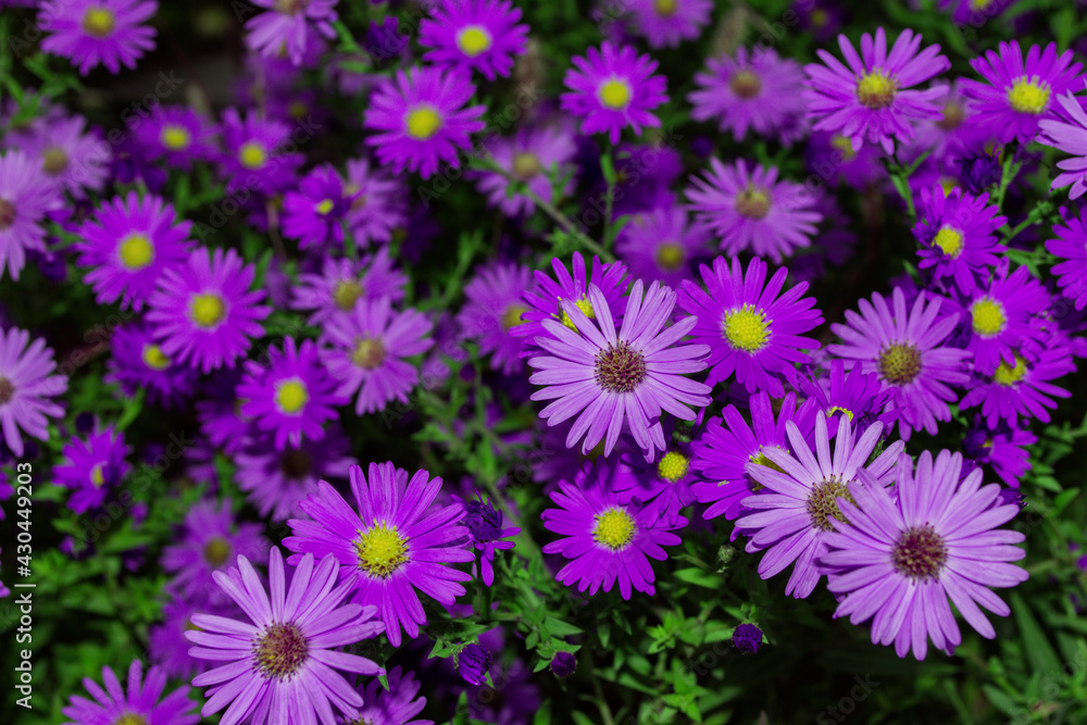 Floral garden. Purple flowers New York aster or Aster novi-belgii (Latin: Symphyotrichum novi-belgii) close up. Soft selective focus. Floral garden. Purple flowers New York aster or Aster novi-belgii (Latin: Symphyotrichum novi-belgii) close up. Soft selective focus.