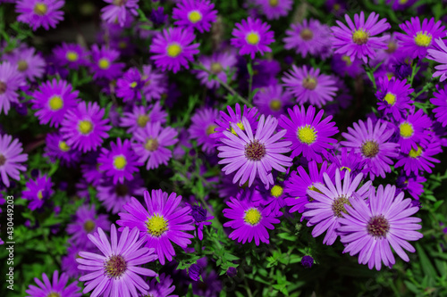 Floral garden. Purple flowers New York aster or Aster novi-belgii  Latin  Symphyotrichum novi-belgii  close up. Soft selective focus.