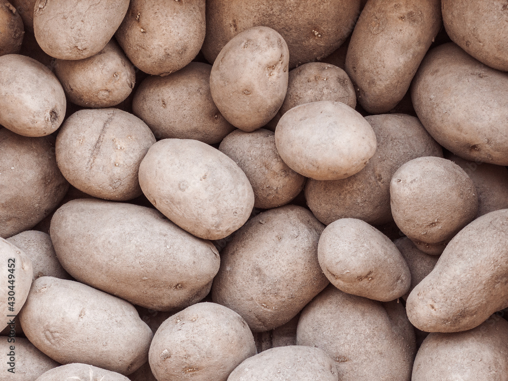 Monalisa potatoes filling the entire frame Monalisa potatoes filling the entire frame