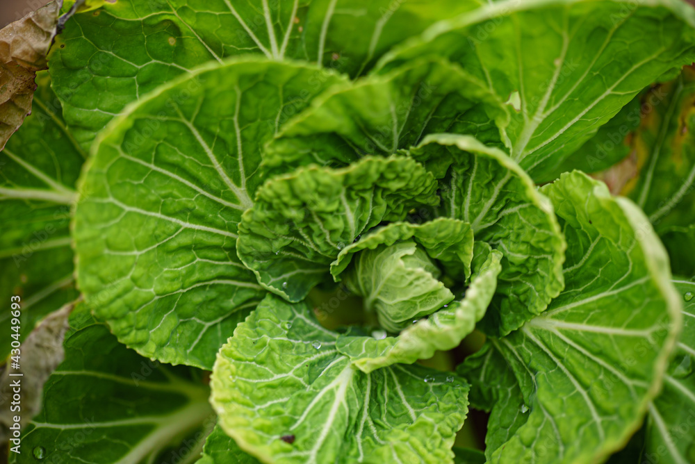 Brussels sprouts in the garden Brussels sprouts in the garden