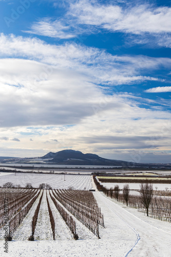 Winter vineyards under Palava near Sonberk, South Moravia, Czech Republic