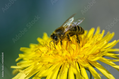 A bee collecting nectar from a dandelion flower.
