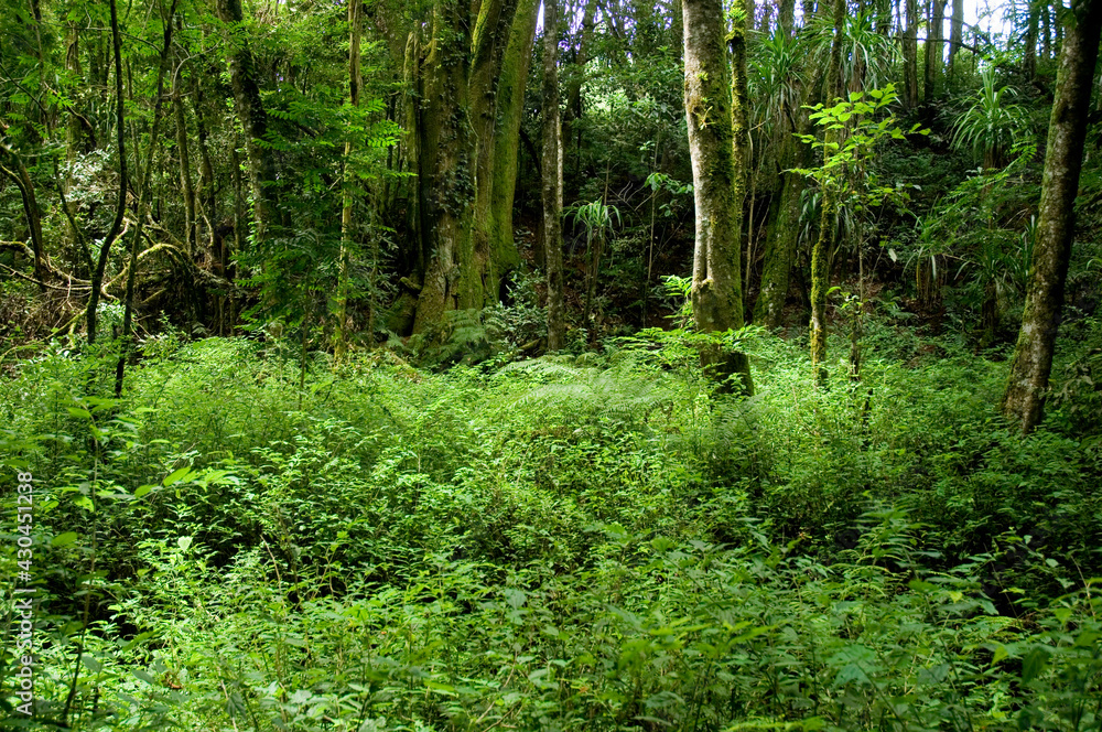 Remanescente alterado de Floresta com Araucária - Campo Largo- PR Remanescente alterado de Floresta com Araucária - Campo Largo- PR