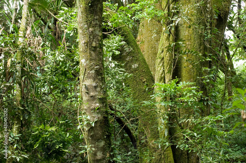 Remanescente alterado de Floresta com Arauc  ria - Campo Largo- PR