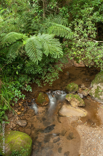 Rio Açungui - Floresta com Araucária - São Luís do Purunã -  Paraná, Brasil photo