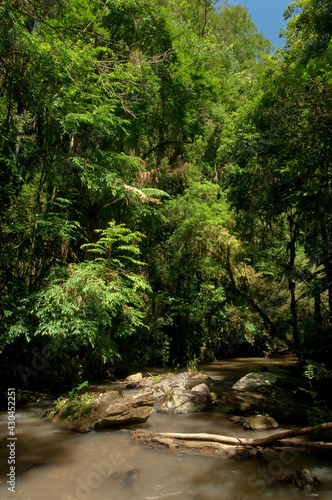 Floresta com Arauc  ria - Tunas do Paran   -  Paran    Brasil