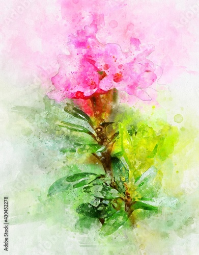 Watercolour painting of pink alpenrose.