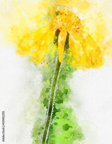 Watercolour illustration of mountain arnica in full bloom. photo