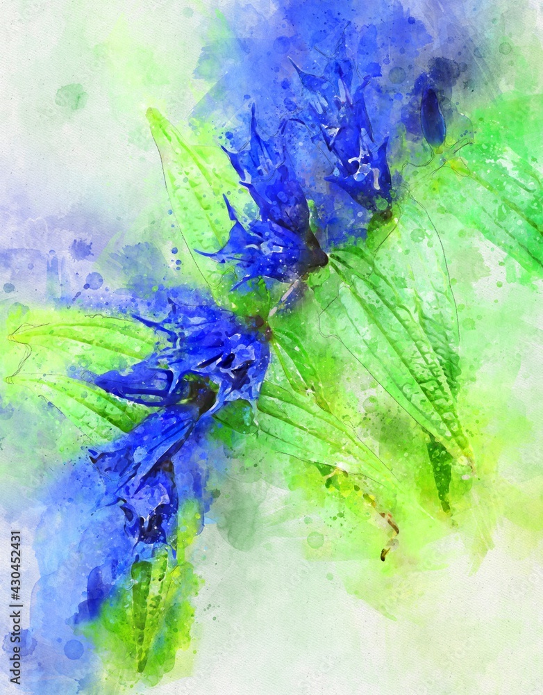 Watercolour painting of blue willow gentian