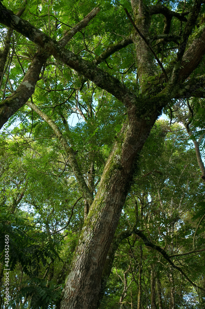 Detalhe de vegetação - Floresta com Araucária - Curitiba - Paraná, Brasil Detalhe de vegetação - Floresta com Araucária - Curitiba - Paraná, Brasil