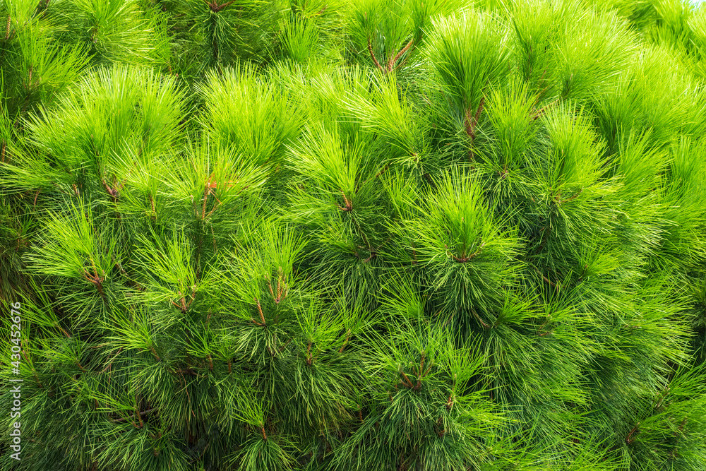 Closeup photo of green needle pine tree. Small pine cones at the end of branches. Blurred pine needles in background