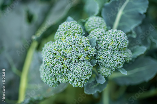 organic broccoli in the garden