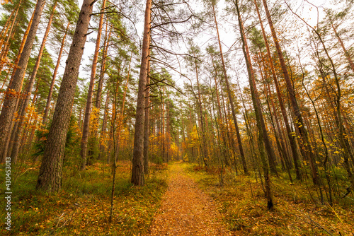 Pine forest in autumn. Beautiful nature. Overcast weather. Footpath with fallen leaves. Russia, Europe. View from the path.