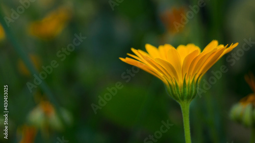 Beautiful summer flower marigold on the background of a green garden