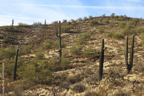 The beautiful scenery of the Sonoran Desert, in Maricopa County, Peoria, Arizona. photo