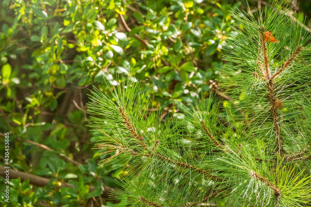 Needles on a pine branch. Freshness, nature, concept. Needles on a pine branch. Freshness, nature, concept.
