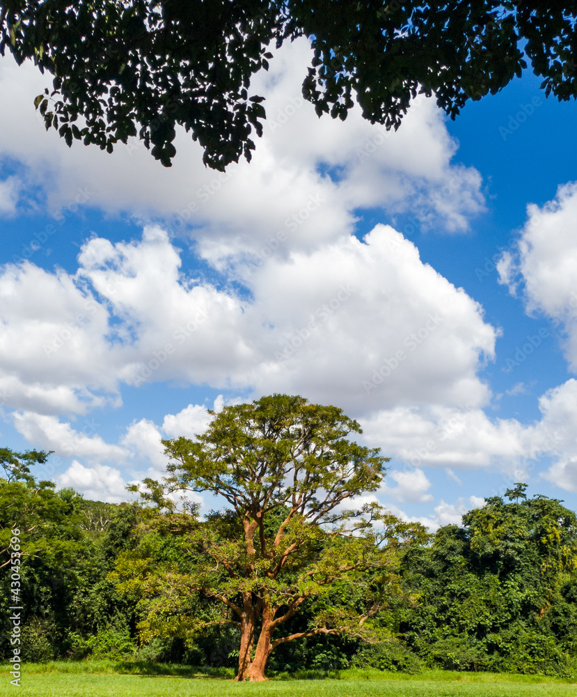 tree, sky, nature, green, landscape, blue, trees, summer, forest, clouds, cloud, grass, leaves, park, plant, spring, field, branch, wood, oak, day, outdoors, natural, leaf, beautiful tree, sky, nature, green, landscape, blue, trees, summer, forest, clouds, cloud, grass, leaves, park, plant, spring, field, branch, wood, oak, day, outdoors, natural, leaf, beautiful