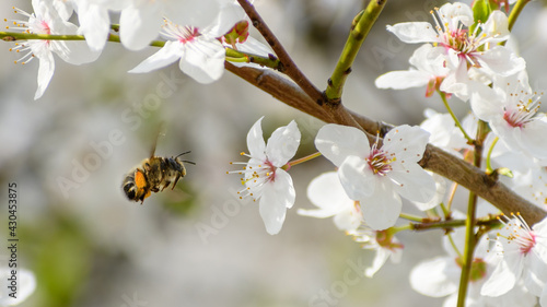 European honey bee (Apis mellifera) on mirabelle plum flowers