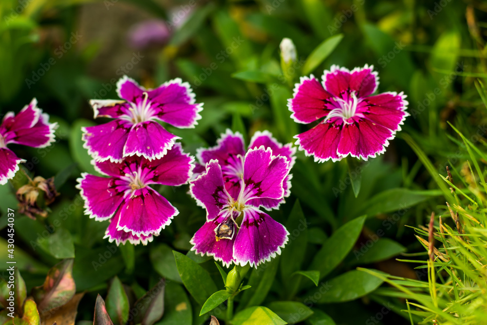 Sweet William pink and white decorative flower plants in house Sweet William pink and white decorative flower plants in house