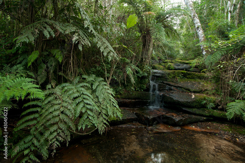 Afluente do rio Quebra Perna - Interior de floresta com arauc  ria- Ponta Grossa - Paran    Brasil