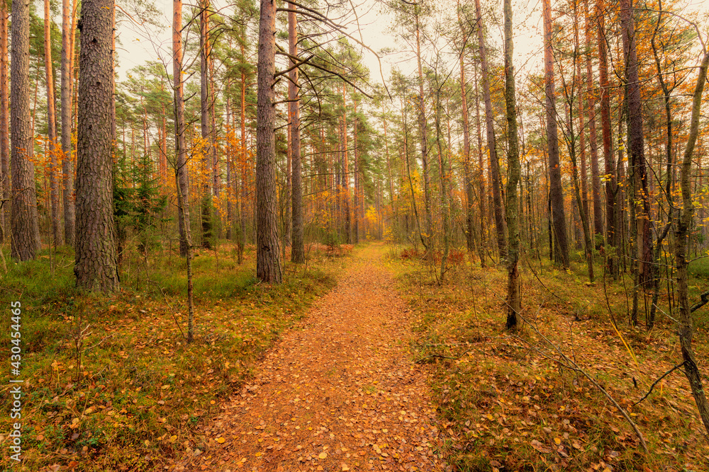 Pine forest in autumn. Beautiful nature. Overcast weather. Footpath with fallen leaves. Russia, Europe. View from the path.