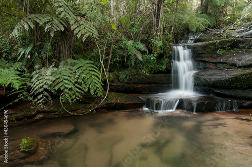 Afluente do rio Quebra Perna - Interior de floresta com arauc  ria- Ponta Grossa - Paran    Brasil