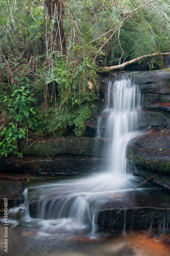 Afluente do rio Quebra Perna - Interior de floresta com araucária- Ponta Grossa - Paraná, Brasil