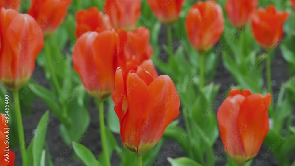 Red tulips in a garden. Beautiful buds of red tulips flooded with sunlight in the garden Red tulips in a garden. Beautiful buds of red tulips flooded with sunlight in the garden
