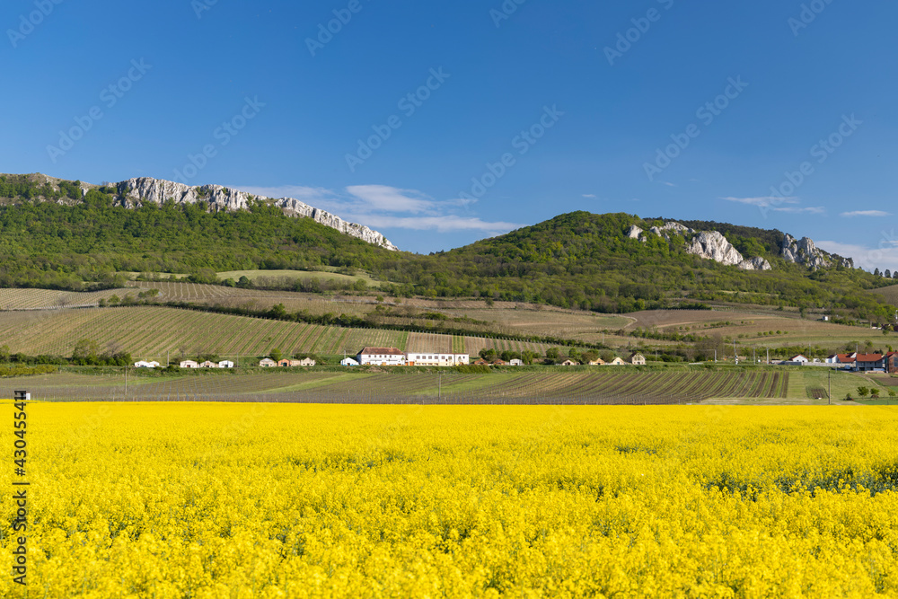 oilseed rape, Palava, Southern Moravia, Czech Republic