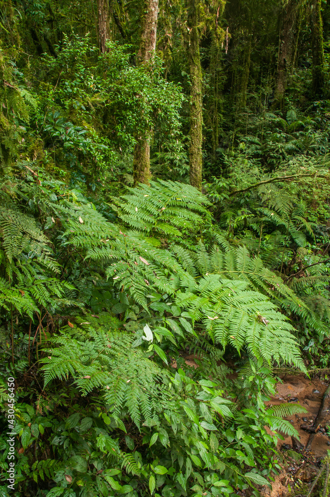 Fototapeta premium Interior de floresta com Araucárias em Tijucas do Sul Paraná, Brasil