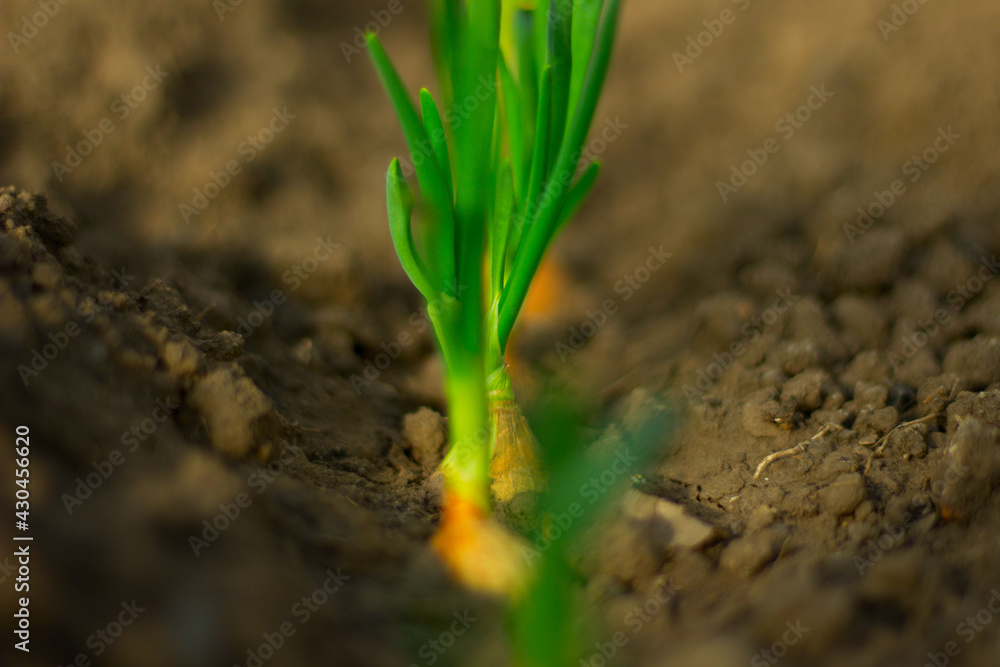 Fototapeta premium green onions in the garden