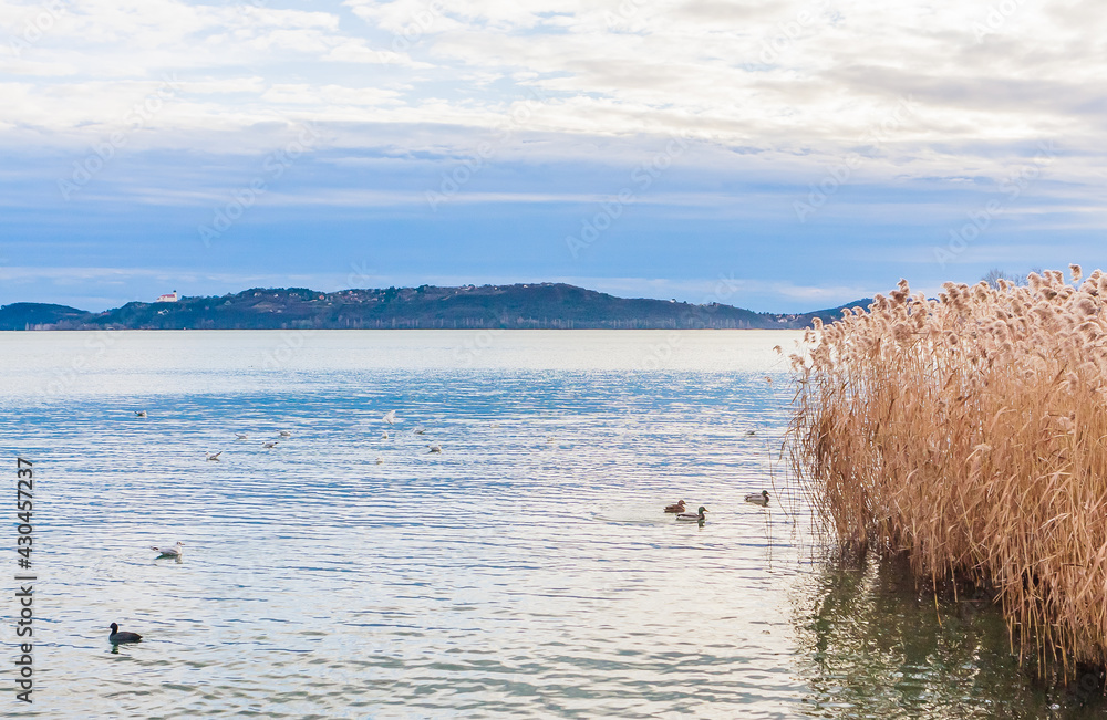 Ducks in Lake Balaton with village Tihanyin background, Hungary